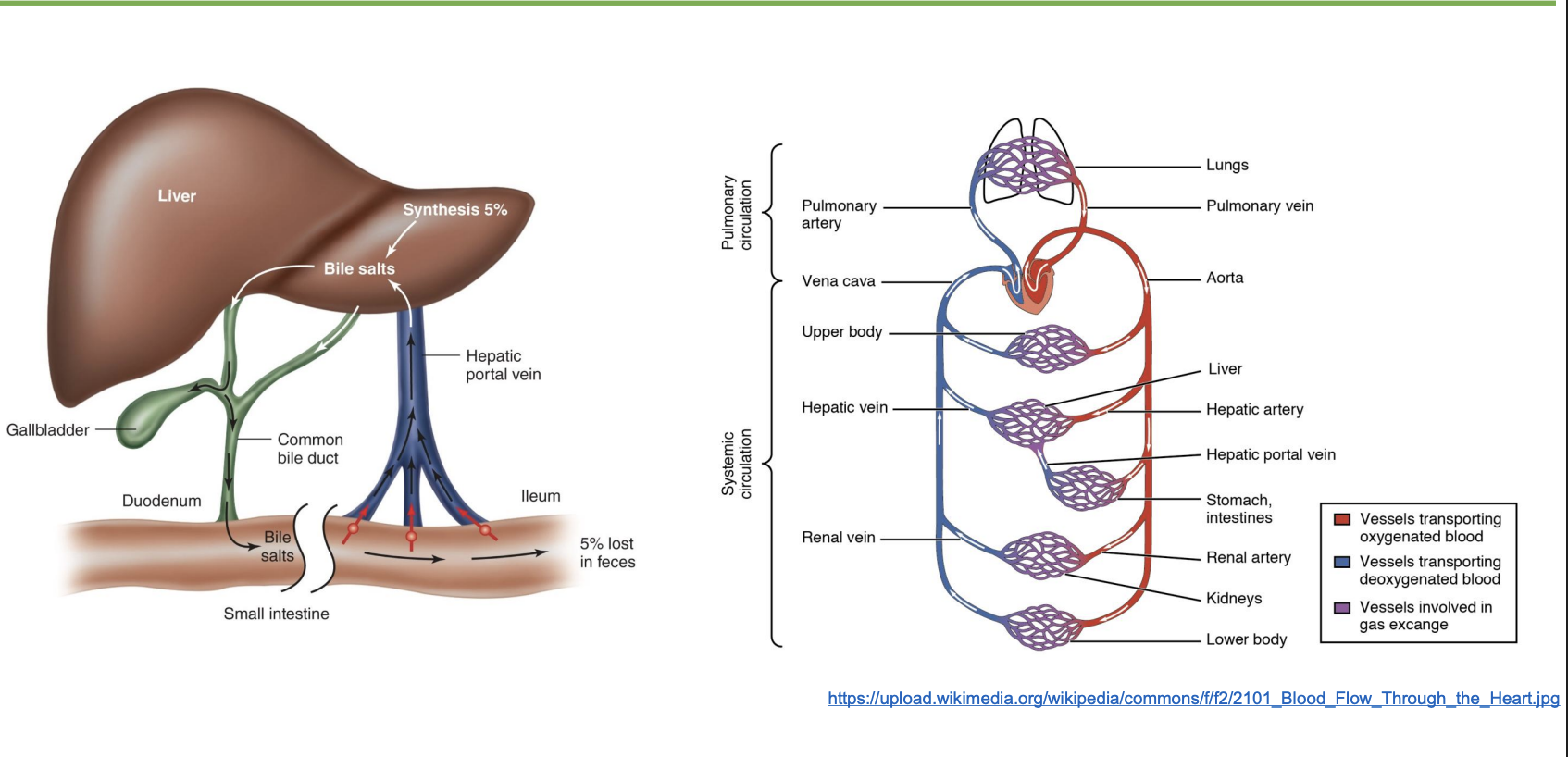 <p>-bile salts intestine → hepatic portal vein + hepatic artery → liver → bile duct</p><p>-recycle bile salts, only 5% lost in feces; bile salts made of cholesterole</p><p>-liver: processes nutrients and detoxes; control regulation of nutrients and metabolism</p>