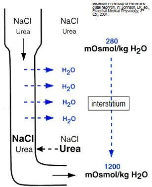 <p>highly permeable to water, somewhat permeable to urea and less permeable to NaCl.</p>