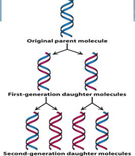 <p>During DNA replication, the two strands of the DNA double helix must be <strong>separated locally</strong> so each strand can act as a <strong>template</strong>.</p><ul><li><p><strong>DNA polymerases</strong> synthesize the new complementary DNA strands.</p></li><li><p>The process occurs in a region called the <strong>replication fork</strong>.</p></li><li><p>The <strong>replisome</strong> is the molecular machine that carries out DNA replication.</p></li></ul><p></p>