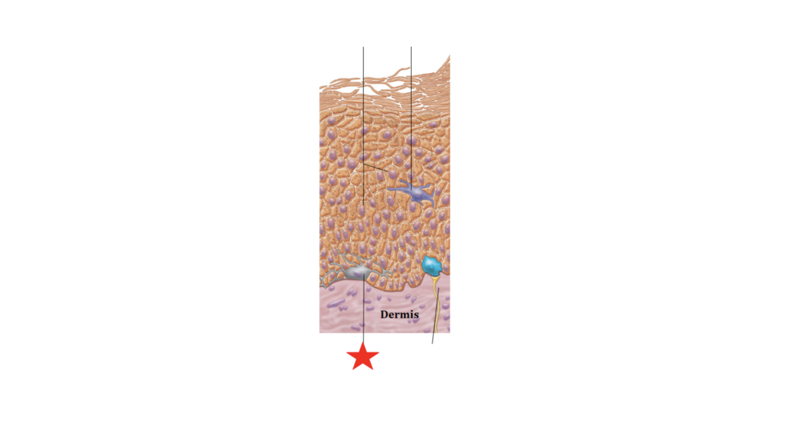 <p>Identify</p>