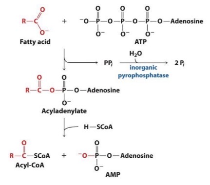 <p>Hydrolysis of pyrophosphate makes the activation of fatty acids favorable.</p>