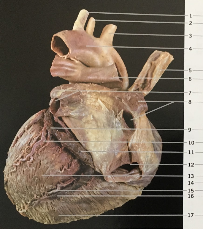 <p>what is #6?</p>