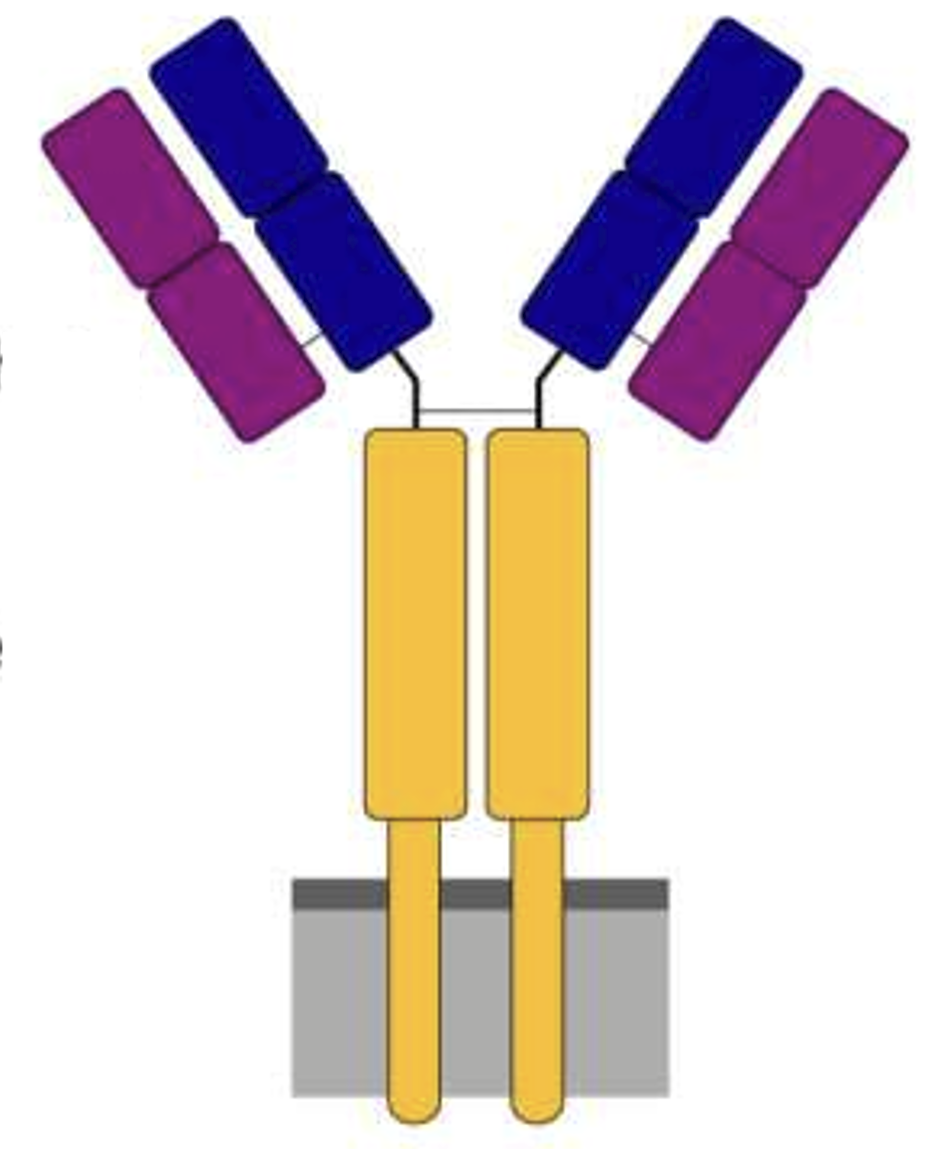 <p>Which of the following are structural components of the B cell receptor (BCR)? Select all that apply.</p>