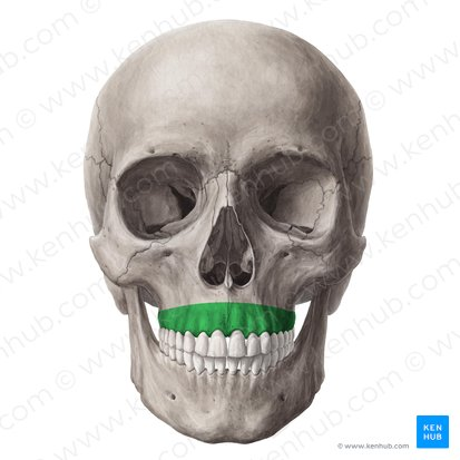 <p>maxilla bone</p>