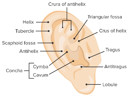 <ul><li><p>composed of elastic cartilage covered with perichondrium and skin</p></li></ul><p></p>
