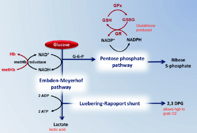<p>RBC metabolism- ATP</p>