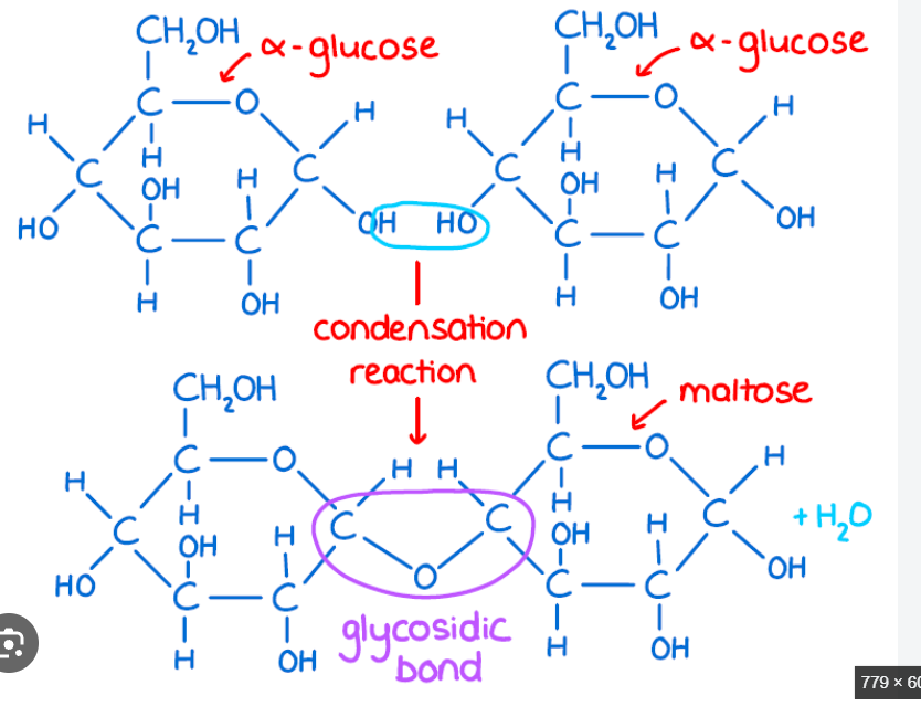 <p>formed by 1,4 glycosidic bonds</p>