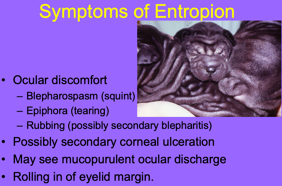 <p>Ocular discomfort (blepharospasm - squint, epiphora - tearing, rubbing)</p><p>Secondary corneal ulceration</p><p>Mucopurulent ocular discharge</p><p>Rolling in of eyelid margin</p><p>Chronicity can lead to pigment loss of eyelid</p>