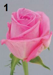 <p>rosa</p>