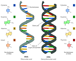 <ul><li><p>Two strand-double helix (DNA)</p></li><li><p>RNA -one singular strand</p></li></ul><p></p>
