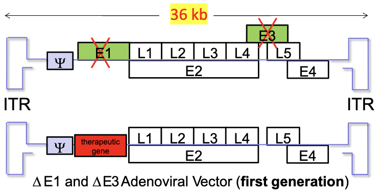 <ul><li><p>early genes (E1-4) - expresses non structural, regulatory proteins</p></li><li><p>late genes (L1-5) - viral structural protein required for viral genome packaging and assembly</p></li><li><p>E1 and E3 are replaced with the therapeutic gene</p></li></ul><p></p>