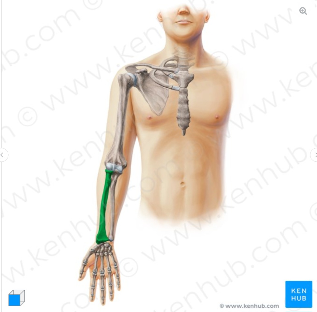<p>what is the name of the structure and its anatomical location?</p>