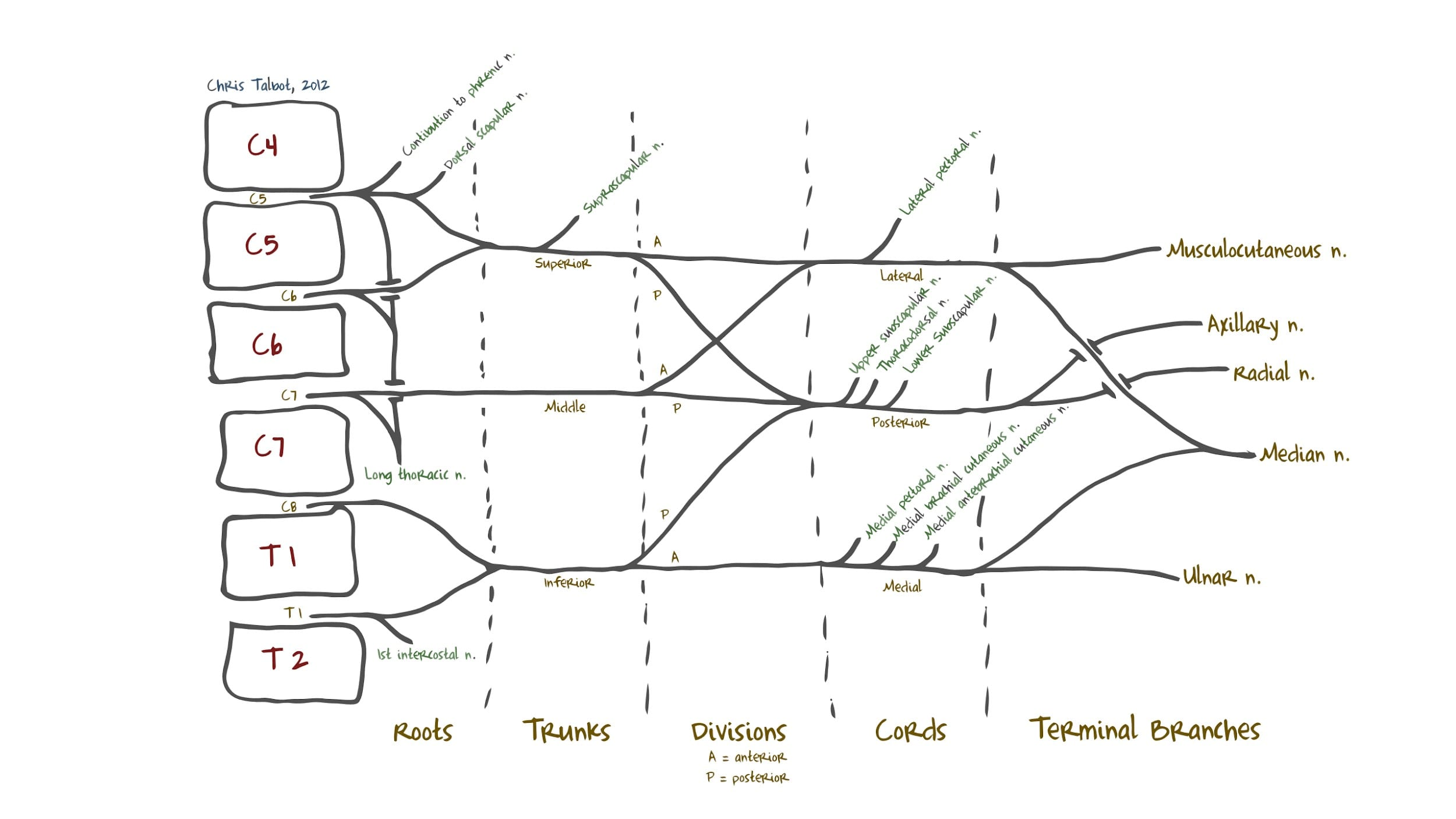<p>organization</p><ol><li><p>roots(C5-T1 ventral primary rami)</p></li><li><p>trunks</p><ol><li><p>upper(superior)</p></li><li><p>middle</p></li><li><p>lower(inferior)</p></li></ol></li><li><p>divisions</p><ol><li><p>anterior(3)</p></li><li><p>posterior (3)</p></li></ol></li><li><p>cords</p><ol><li><p>lateral</p></li><li><p>medial</p></li><li><p>posterior(looks like chicken foot)</p></li></ol></li><li><p>branches </p><ol><li><p>musculocutaneous nerve(trace back to “M”)</p></li><li><p>median nerve(trace back to “M”)</p></li><li><p>ulnar nerve(trace back to “M”)</p></li><li><p>axillary nerve(trace back to chicken’s foot(posterior cord))</p><ol><li><p>posterior humeral circumflex artery w/it)</p></li></ol></li><li><p>radial nerve(runs w/deep brachial artery)</p></li></ol></li></ol><p></p>