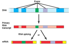<p>type of splicing that occurs 15% of the time</p>