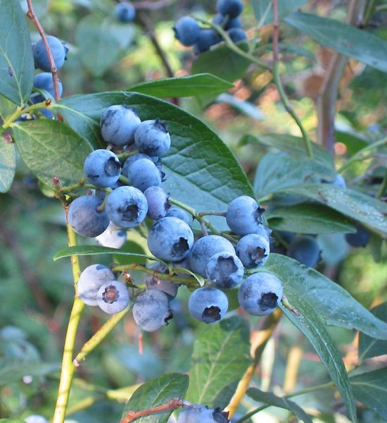 <p>A tangled, what is shrub, common in acidic woods, swamps, and the pine barrens edge</p>