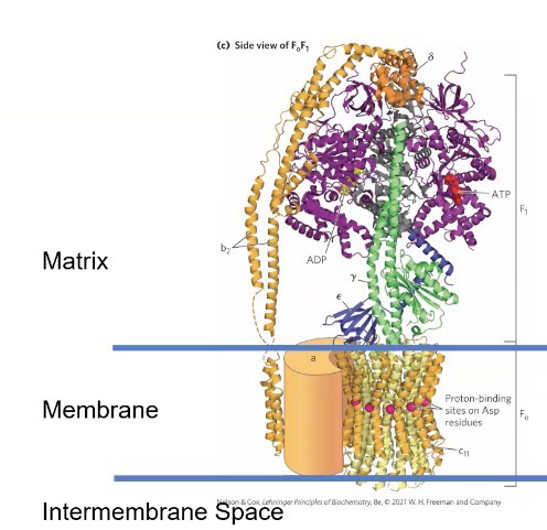 <p>inner membrane; matrix (N)</p>