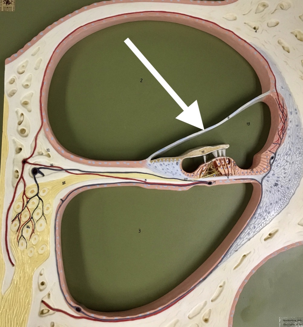<p><span>name the specific WHITE structure at the end of the arrow's point</span></p>