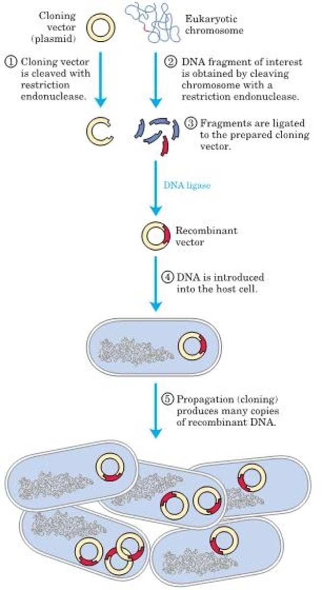 <p>DNA cloning involves separating a specific gene or DNA segment from a larger chromosome, attaching it to a small molecule of carrier DNA, and then replicating this modified DNA thousands or millions of times through both an increase in cell number and the creation of multiple copies of the cloned DNA in each cell. The result is selective amplification of a particular gene or DNA segment.</p>