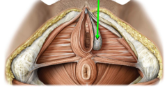 <p>positioned on each side of the vaginal canal, upon erection they constrict the urethra and prevent micturation</p>