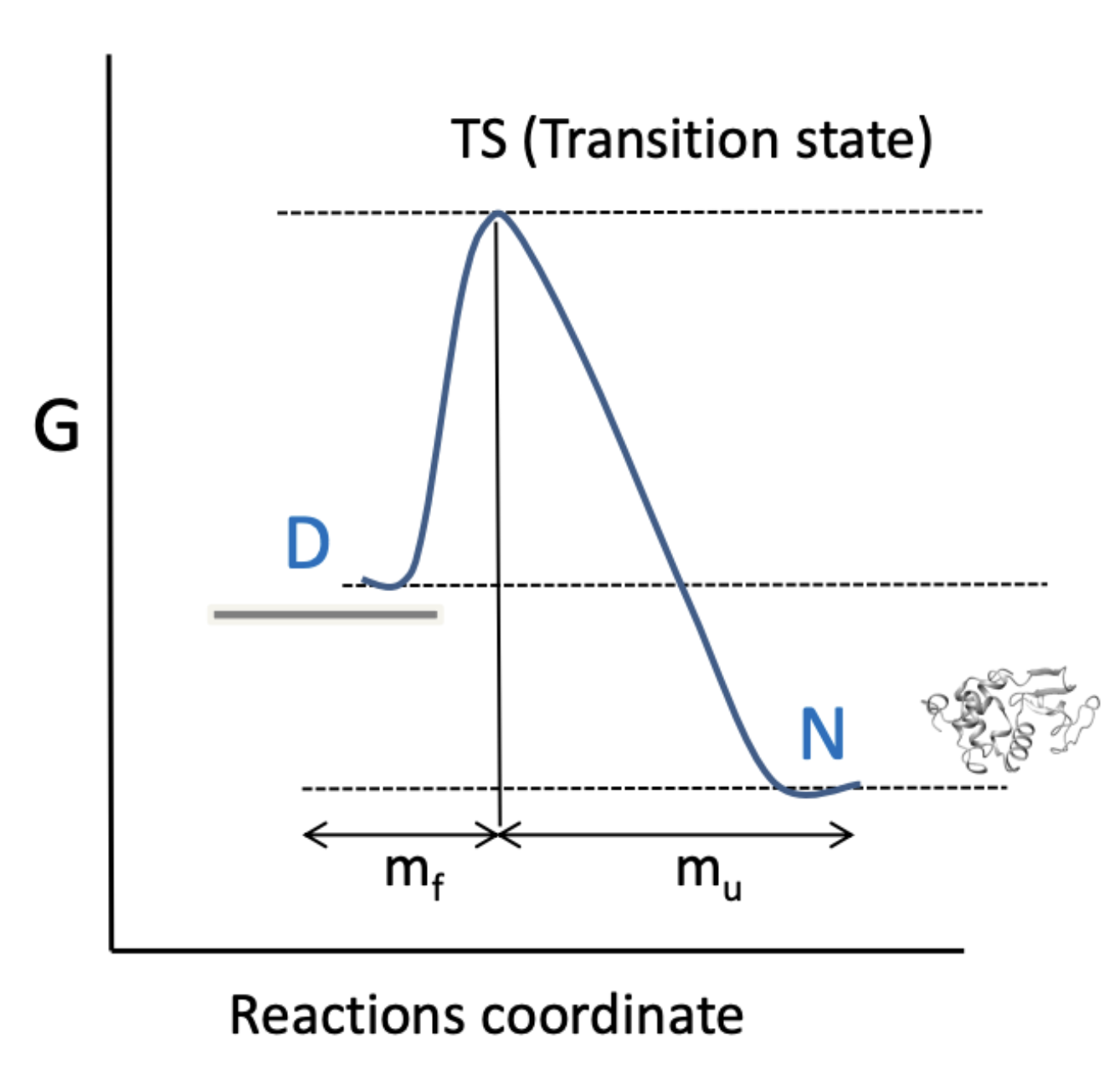 <p>TS is unstructured and looks like the unfolded state!</p>