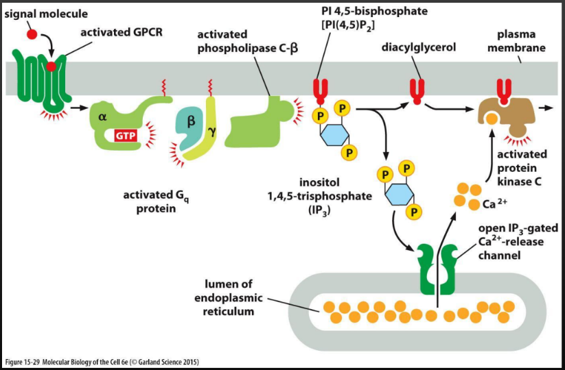 <p>Gq protein activates phospholipase C, which triggers IP3 and DAG to dissasociate and signal the release of calcium, which activates protein Kinase C. Used in:</p><ul><li><p>smooth muscle contraction</p></li><li><p>hormone secretion</p></li><li><p>glycogen breakdown</p></li></ul><p></p>