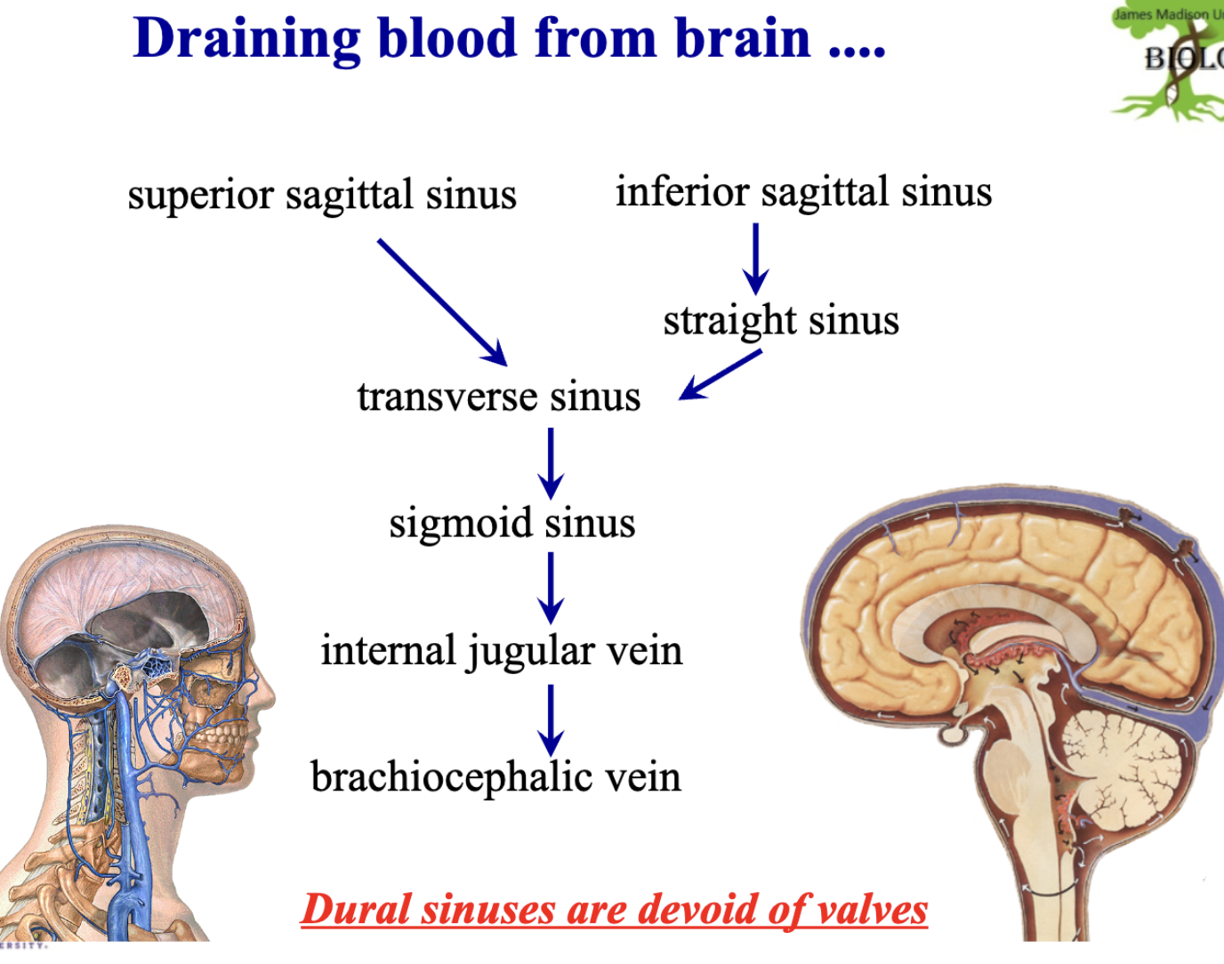 <p>superior sagittal sinus <strong>drains into.        | Inferior saggital sinus drains into</strong></p><p>transverse sinus <strong>drains into                 | straight sinus drains into </strong></p><p><mark data-color="#fbf12f" style="background-color: rgb(251, 241, 47); color: inherit;">sigmoid sinus drains into</mark></p><p><mark data-color="#fbf12f" style="background-color: rgb(251, 241, 47); color: inherit;">internal jugular vein drains into</mark></p><p><mark data-color="#fbf12f" style="background-color: rgb(251, 241, 47); color: inherit;">brachiocephalic vein</mark></p><p></p>