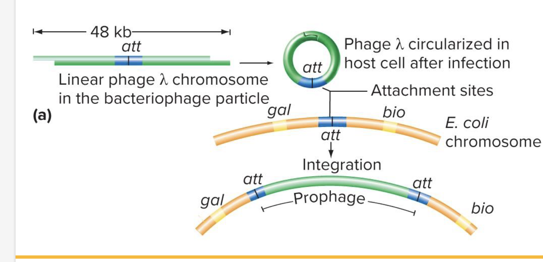 <p>Recombination btwnn <em>att</em> sites on phage lambda and the bacterial chromsome allows integration of the prophage </p>