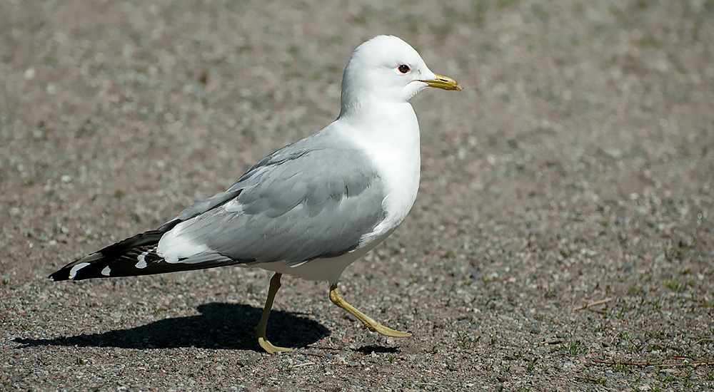 <p>ljusgrå kropp, vit, svarta ögon, gul näbb och ben</p>