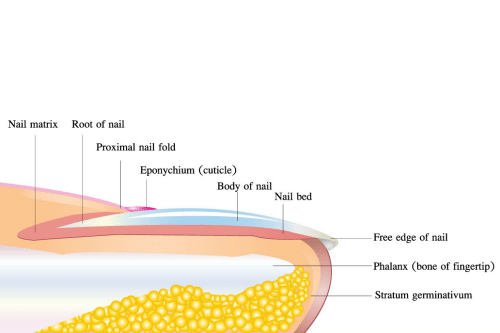 <p>Nail root</p>