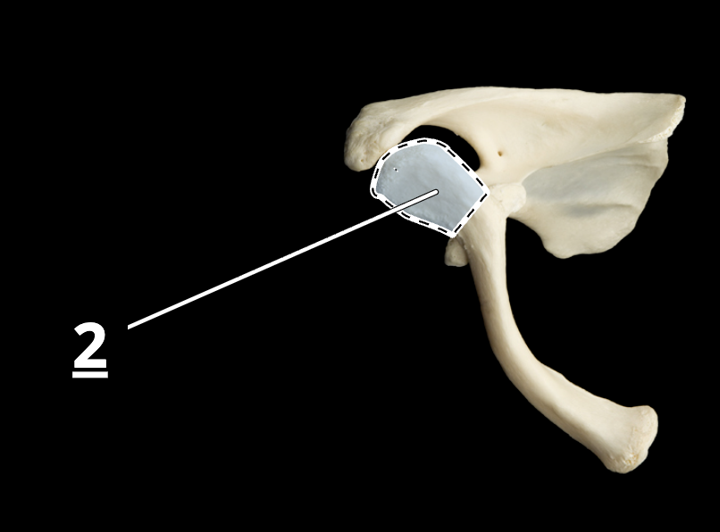 <p>2</p>