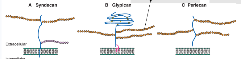 <p>syndecans - TM </p><p>glypicans - GPI-anchored to cell membrane</p><p>perlecans - ECM component </p>