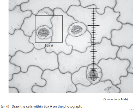 <p>Draw the cells within box A</p>