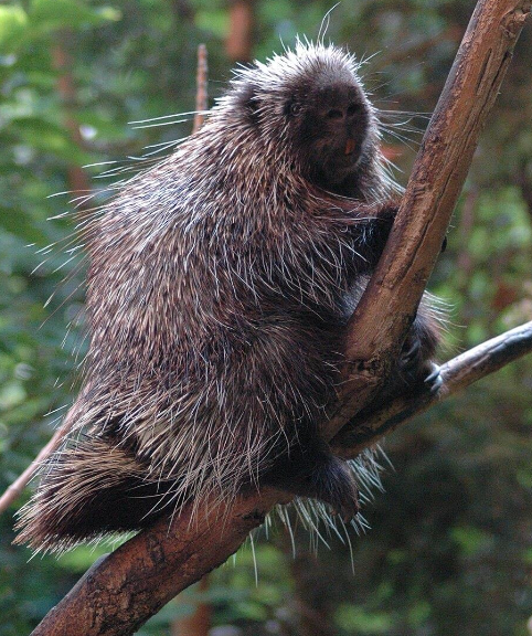 <p>North American porcupine </p>