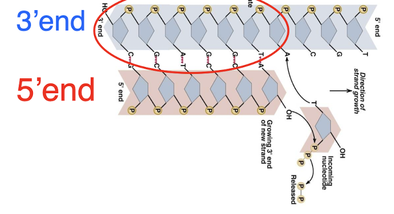<p>special DNA protein structure located at each end of a linear chromosome</p><p>consists of tandem repeats of simple sequences and associated rpoteins</p><p>essential for chromosome stability</p><p>this region cannot be synthesized in DNA replication</p>