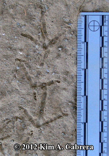 <ul><li><p>anisodactyl (3 toes in the front, one out the back)</p></li><li><p>i really dont know what else to say. thats the only bird track they listed</p></li></ul><p></p>