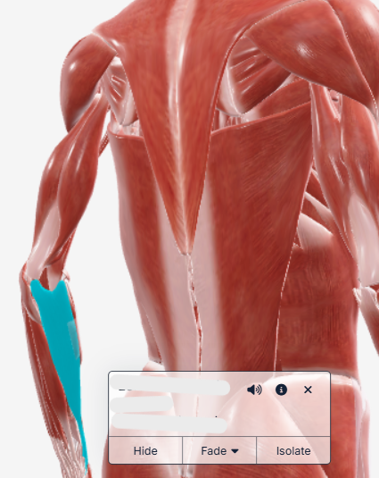 <p>what muscle is this?</p>
