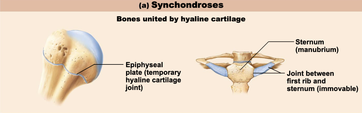 <p>synchondroses</p>