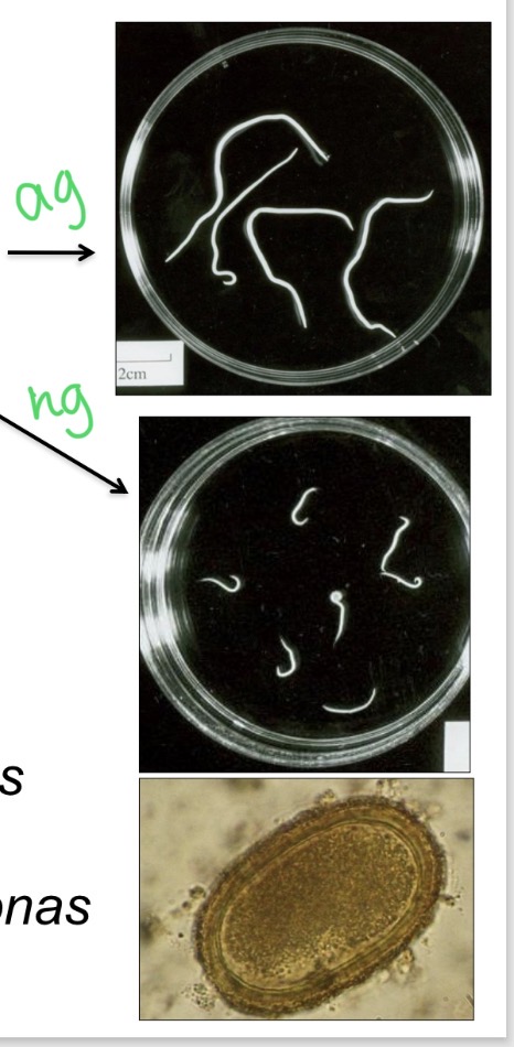 <p>Ascaridia galli - Size </p>
