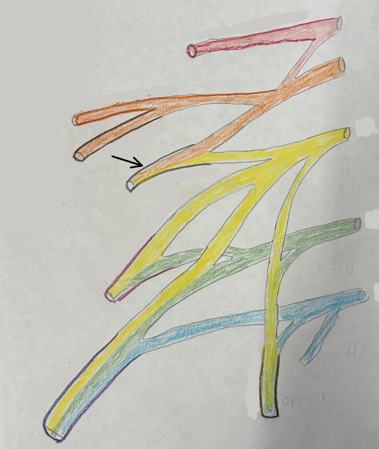 <p>what nerve is this?</p>