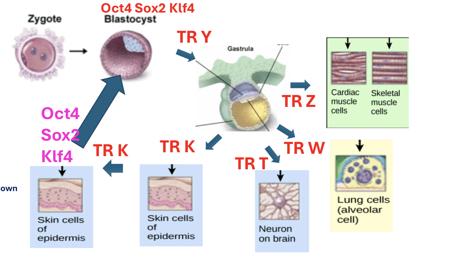 <p>induced pluripotent stem cells (like blastocyst ones) from differentiated cells</p>