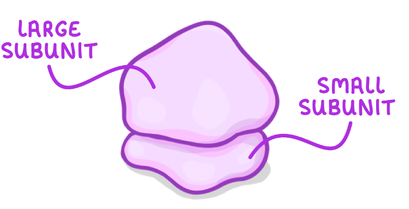 <p>Structure </p><ul><li><p>Free in cytoplasm/attached to RER</p></li><li><p>Not surrounded by membrane </p></li><li><p>Made of rRNA + proteins</p></li><li><p>Small subunit + large subunit </p></li></ul><p></p><p>Function </p><ul><li><p>Site of protein synthesis → involved in process of translation </p></li></ul><p></p>