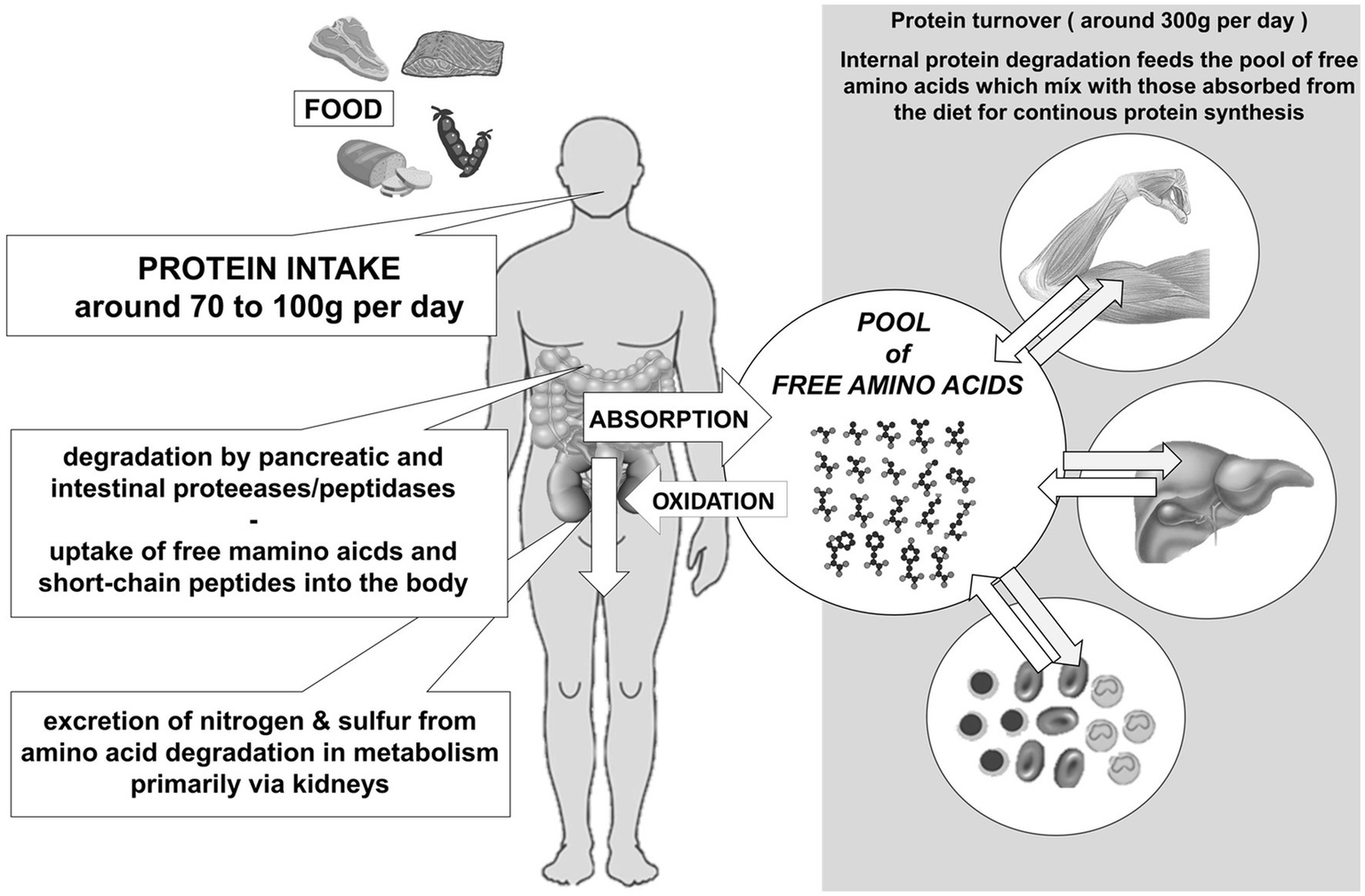<p>which type of <strong>proteins contribute significantly to the amino acid pool following <u>digestion and absorption</u></strong></p>