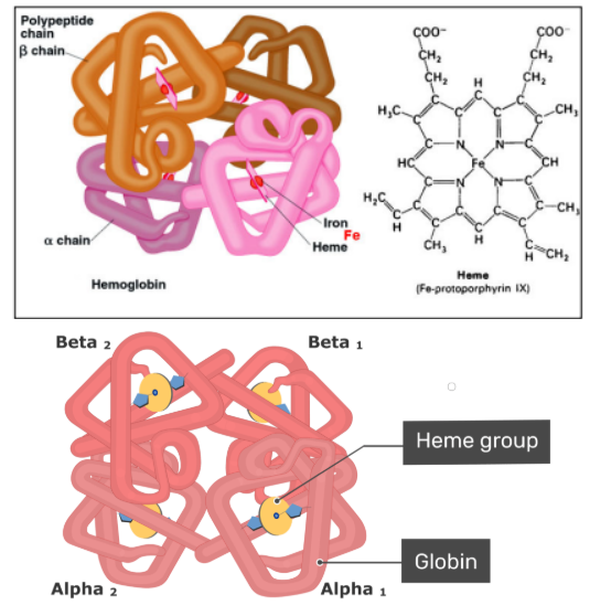 <p>an iron-rich protein in red blood cells that carries oxygen.</p><p>it is made of 2 alpha globin chains and 2 beta globin chains. it contains 4 heme groups which have 4 iron atoms in their centers.</p>