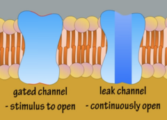 <p>- Leak: Continuously open</p><p>- Voltage: Only opens from being stimulated, and only open for a fraction of a second</p>