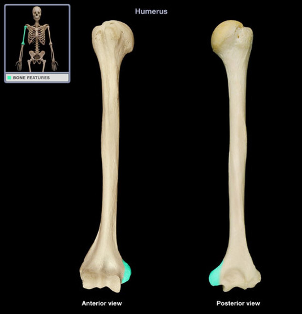 <p>side face more medial</p>