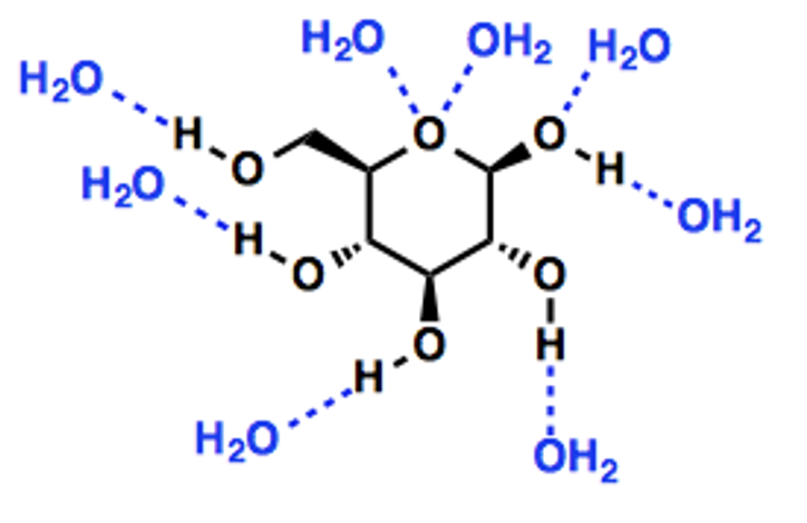 <ul><li><p><span>Glucose is a polar molecule (i.e. having partial positive and negative charges)</span></p></li><li><p><span>Present of – OH groups enables formation of hydrogen bonds with water molecules </span></p></li><li><p><span>Hydrophilic </span></p></li></ul><p></p>