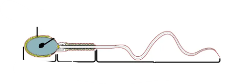 <p>where is neck</p>