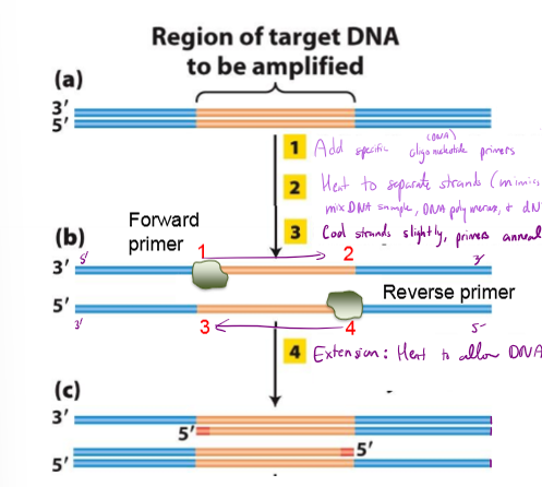 <ul><li><p>mimics DNA replication to create 10^6 copies of gene of interest</p></li><li><p>1. Heat DNA to separate strands (Mimics ORC)</p></li><li><p>2. mix DNA sample, DNA polymerase, synthetic DNA primers, dNTPs (nucleotides), and forward/reverse primers</p></li><li><p>3. cool strands slightly, allowing forward and reverse primers to anneal (bind to template)</p></li><li><p>4. heat to allow DNA synthesis</p></li><li><p>repeat 25 cycles</p></li></ul><p></p>