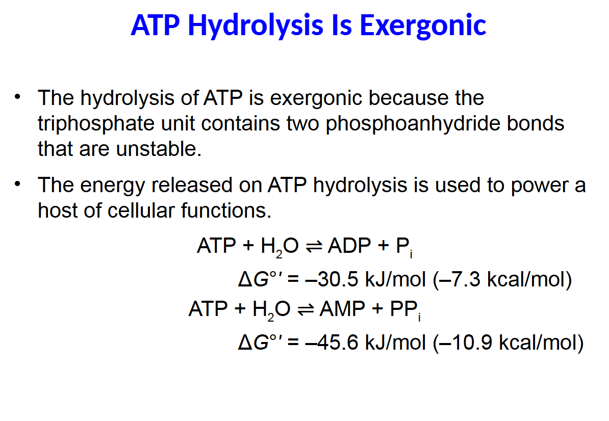 <p>The hydrolysis of ATP is exergonic because the triphosphate unit contains two phosphoanhydride bonds that are unstable.</p><p>• The energy released on ATP hydrolysis is used to power a host of cellular functions.</p>