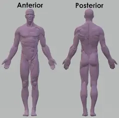 <p><span>What does </span><strong>Posterior</strong><span> mean?</span></p>